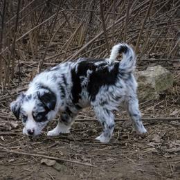 Australian Shepherd, Miniature American Shepherd, Miniature Australian Shepherd, and Toy Australian Shepherd Puppies from Double Moon