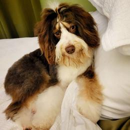 Penny - Aussiedoodle