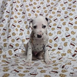 Bear Claw- Orange - White and black male Dalmatian puppy in Claremore, Oklahoma from Lotsofdots Dalmatians