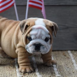 Moonshine - Fawn and white male Bulldog puppy in Bradleyville, Missouri from HurstBulldogs