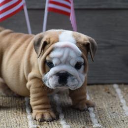 Moonshine - Fawn and white male Bulldog puppy in Bradleyville, Missouri from HurstBulldogs