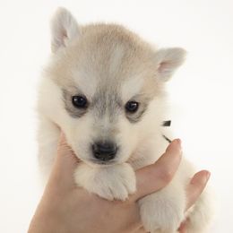 Neo (Black) - Delivery Available - Gray and white male Siberian Husky puppy in Los Angeles, California from Limitless Huskies