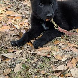 Blue black collar - Black female German Shepherd puppy in Inverness Highlands South, Florida from Von der Tetiaroa German Shepherd dogs