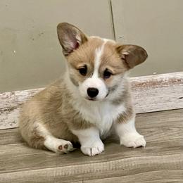 Standard coat Boy 1 triple Clear - Fawn male Pembroke Welsh Corgi puppy in Rochester, Indiana from Stacy’s Pembroke Welsh Corgis