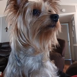 Millie - Yorkshire Terrier