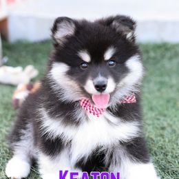 Keaton - Black and white male Pomsky puppy in Humeston, Iowa from M.A.R. Dogs