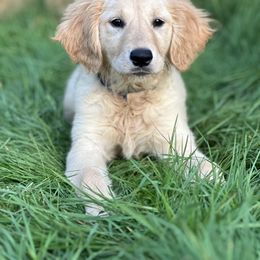 Golden Retriever Puppies from Goldens of Hope