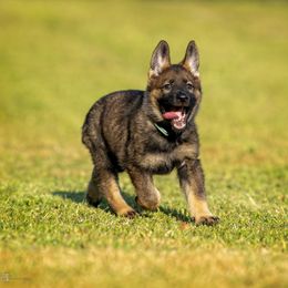 German Shepherd Puppies from Sommerfeld German Shepherds