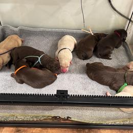1st Pick Chocolate Male - Chocolate male Labrador Retriever puppy in Winchester, Kentucky from Bourbon Country Retrievers