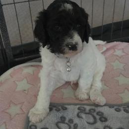 COWBOY - Parti male Poodle puppy in Aurora, Colorado from Simply Amazing Doodles