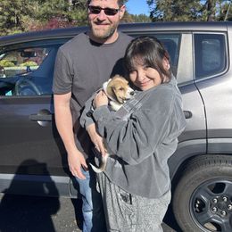 Bear - Cream male Dachshund puppy in Browns Valley, California from Hidden Oaks Dachshunds