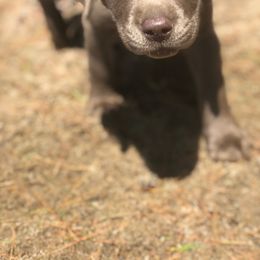 Labrador Retriever Puppies from Premium Labradors of Ontario