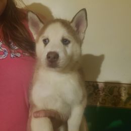 Pomeranian and Siberian Husky Puppies from Duran's huskies and pomeranians