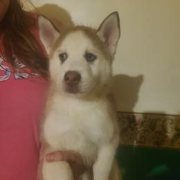 Pomeranian and Siberian Husky Puppies from Duran's huskies and pomeranians