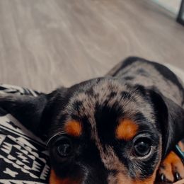 Dachshund Puppies from Ripon Dachshunds