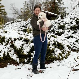 Great Pyrenees Puppies from The Yosemite Pyrenees Ranch