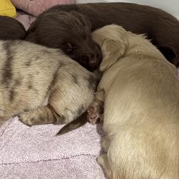 Hershey - AKC - Chocolate female Dachshund puppy in Sterling, Colorado from Country Chics Doxies