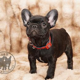 Girl 4 - Brindle female French Bulldog puppy in Schaumburg, Illinois from A & B French Bulldogs
