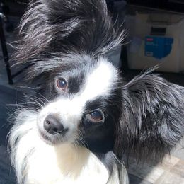 Cookie - Papillon