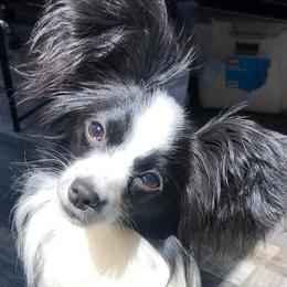 Cookie - Papillon