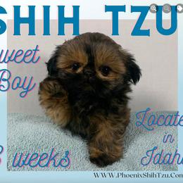 "PAST PUPPY OUT OF MABEL AND JACK" Shih Tzu Puppies from Phoenix Shih Tzu