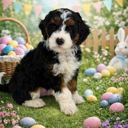 Boy 2 - Tri-color male Bernedoodle puppy in O'fallon, Missouri from Rockin R Doodles