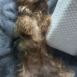 Yorkshire Terrier All Grown Up from Homeoftheyorkieandpups