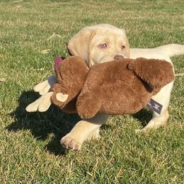Dilute Retriever Puppies from Royalty Retrievers