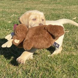 Dilute Retriever Puppies from Royalty Retrievers