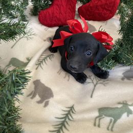 Dachshund Puppies from Brooke Brumley