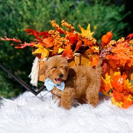 Jackson - Red male Cavapoo puppy in North Carolina from NC Doodle Puppies