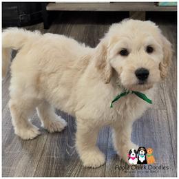 REMI - F1 English Goldendoodle - OFA-Genetics-2 Year Warranty. Apple Creek Doodles - Since 2004. - Cream male Goldendoodle puppy in Jeddo, Michigan from Apple Creek Doodles