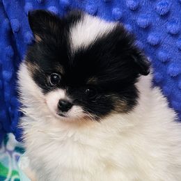 Francesca - Black parti female Pomeranian puppy in Buck Valley, Pennsylvania from Buck Valley Pomeranians