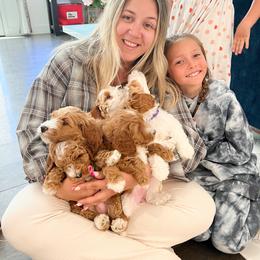 Bernedoodle, Goldendoodle, and Poodle Puppies from Teddy Doodles & Standard Poodles