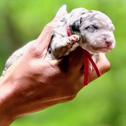 Haleth - Merle male Sheepadoodle puppy in Clemson, South Carolina from Love Tallulah Sheepadoodles LLC
