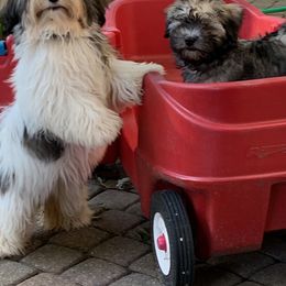 Havanese All Grown Up from Jacqueline Carney