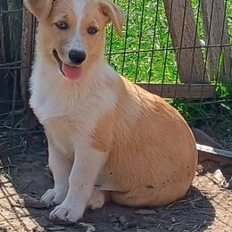 Prismatic - Sable merle and white American Corgi puppy in Ellensburg, Washington from Faery Mount Farm