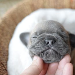 French Bulldog and Goldendoodle Puppies from Fox Run Farm