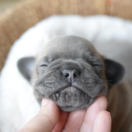 French Bulldog and Goldendoodle Puppies from Fox Run Farm