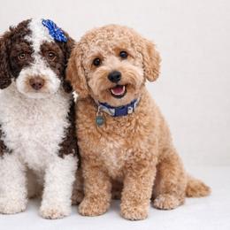 Golden Aussiedoodle puppies from Goldendoodledoo Farms