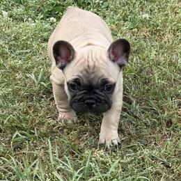 Charlie - Fawn male French Bulldog puppy in Alabama from Southern Bulldogs