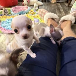Elsie 7,000 - White female Chihuahua puppy in Summerfield, Florida from Uey’s Chihuahuas