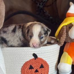 Spike - Blue merle male Australian Shepherd puppy in California from Eagle River Aussies