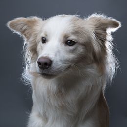 Halo - Border Collie