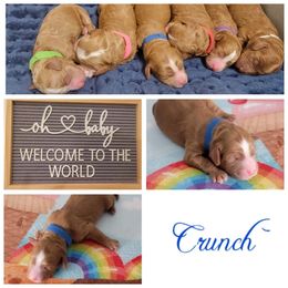 Australian Labradoodle Puppies from Lindsey's Loving Labradoodles