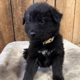 Hunter DL - Black male German Shepherd puppy in Terra Alta, West Virginia from Shepherd Country Farm and Kennels
