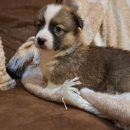Boy 1 - Sable male Pembroke Welsh Corgi puppy in Kansas from Lindsey Martin