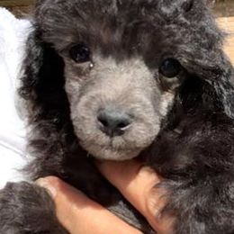 Dachshunds, German Shepherds, and Poodles from K2D2 Farm