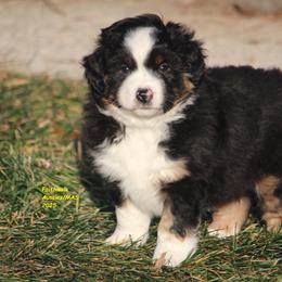 Blizzard - Black tri male Miniature American Shepherd puppy in Hillsdale, Michigan from Faithwalk Aussies and Mini American Shepherds