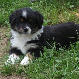 Justice - Black tri female Miniature Australian Shepherd puppy in Taunton, Massachusetts from Checkered Flag Champions Mini Aussies